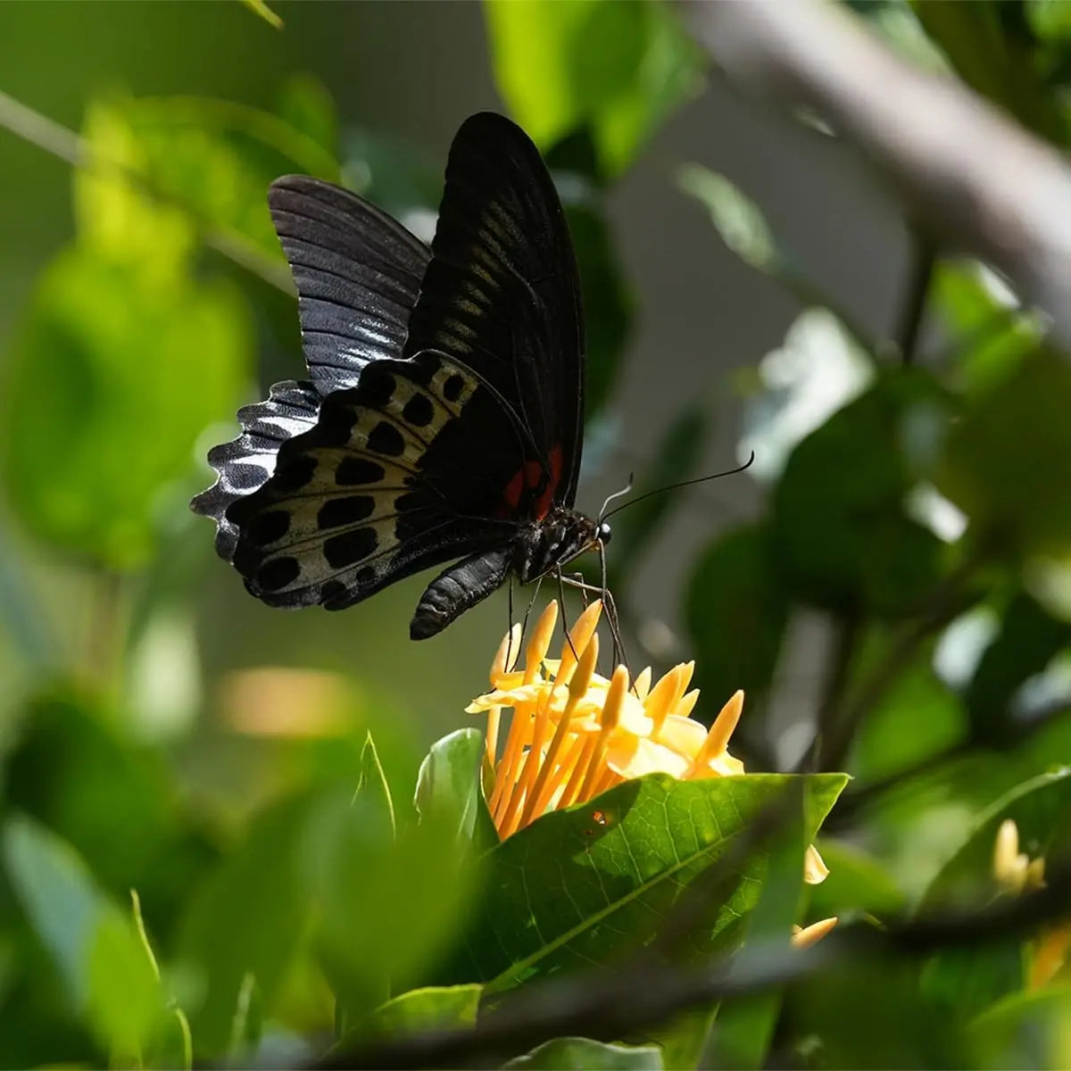 Certified Refurbished - Sony - Alpha 6700 - APS-C Mirrorless Camera with E 18-135 mm Lens - Black SonyBullseye Deals