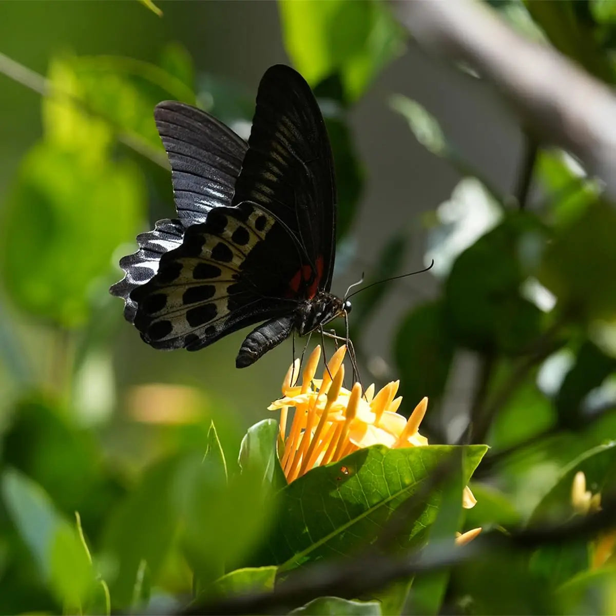 Certified Refurbished - Sony - Alpha 6700 - APS-C Mirrorless Camera with PZ 16-50 mm Lens - Black SonyBullseye Deals