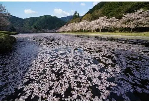 Certified Refurbished - Sony SEL1224G FE 12-24mm F4 G Ultra Wide-angle Zoom Lens SonyBullseye Deals