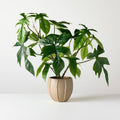 Home Goods - Shop All